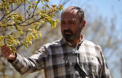 Zirai don, meyve bahçelerinde ürün bırakmadı
