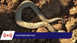 Yılanın ısırdığı bir kişi hayatını kaybetti